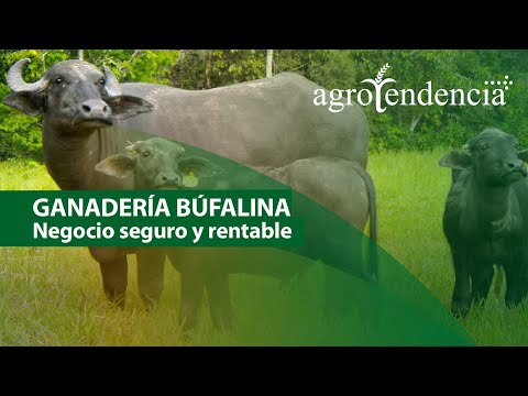 , title : 'GANADERÍA BUFALINA  | Un animal triple propósito'