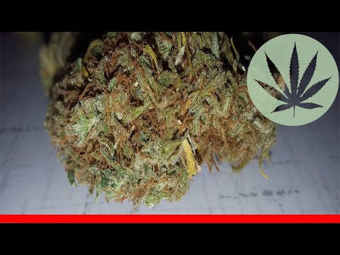 Candy Jack All About This Strain