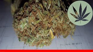 Candy Jack - All About This Strain