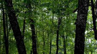 Cafe Tacuba - Tropico De Cancer