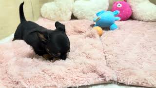 ハーフ犬の動画01