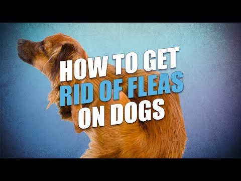 YouTube video about: How to get rid of sand fleas on dogs?