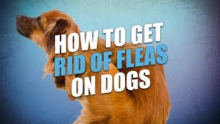 How to Get Rid of Fleas On Dogs (Cheap and Natural Way)