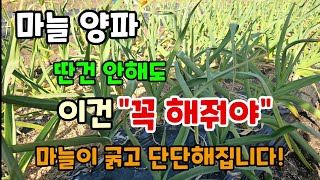 마늘 양파 2월말부터 수확전까지 이것 해줘야을 굵고 단단한 마늘 수확합니다 #마늘키우기 #텃밭농사