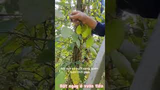 Một ngày ở vườn