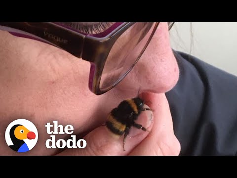 A Woman Rescued and Adopted a Real Queen Bee
