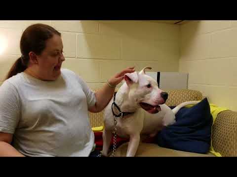 Kain, an adopted Terrier & Pit Bull Terrier Mix in Williamsport, PA_image-1