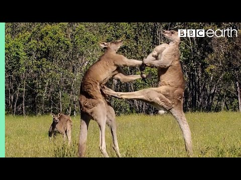 Funny animal videos - Kangaroo