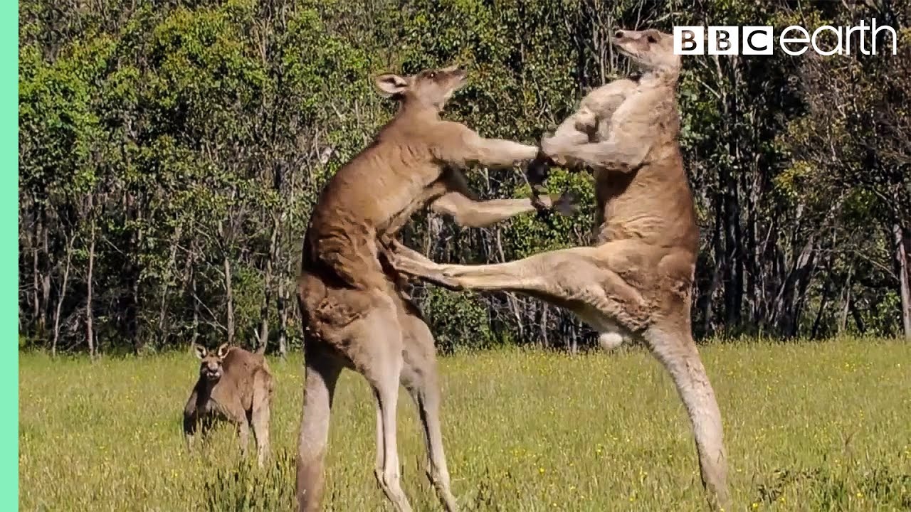 Why are kangaroos associated with boxing?