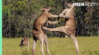 Kangaroo Boxing Fight  Life Story  BBC Earth