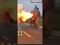 elephant power #elephant #angry #sound #animals
