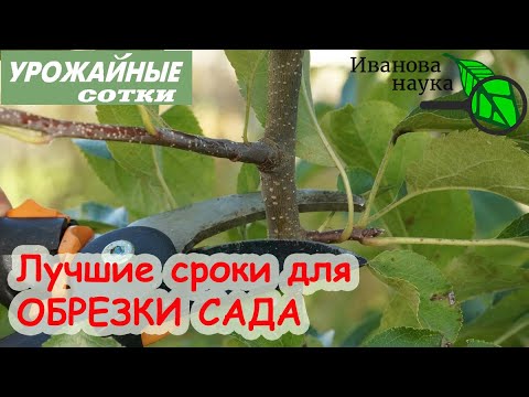 ДЛЯ УРОЖАЯ! Обрезка яблонь и других плодовых деревьев осенью. Когда лучше всего обрезать сад?