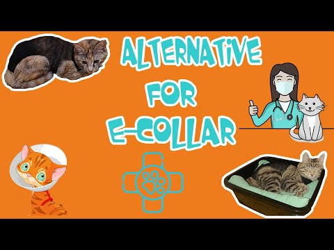 DIY: How To Make alternative to e-collar for cats after spay surgery