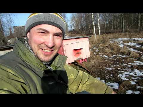 Пчеловодство.Первый облет.Спасаю пчёл.Делаю ревизии у пчёл.Меняю пустые рамки на медовые в гнезде