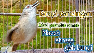 Download lagu terapi pancingan atasi pelanduk semak macet,stress dan ga bunyi agar ngeplong mp3 Download lagu terapi pancingan atasi pelanduk semak macet,stress dan ga bunyi agar ngeplong mp3