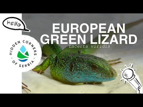 Wild Interviews | S2 E6 | European Green Lizard