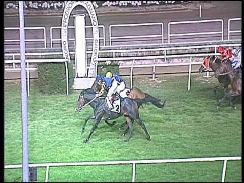 Galoppo 09/12/2016 - 5ª corsa