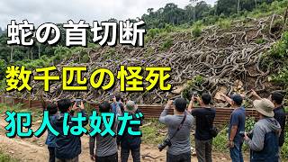 最強の外来種を狩る影の支配者…フロリダ湿地帯でニシキヘビを連続斬首していた「意外な生物」の正体#生物ミステリー #巨大ヘビ #外来種 #エバーグレーズ