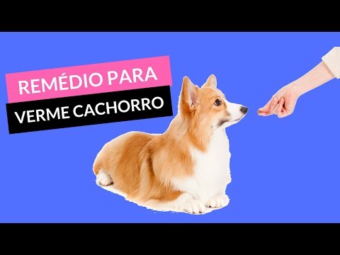Che trattare vermi in cuore Quali targhe bere per prevenzione di parassiti