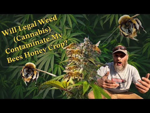 Do Bees Work Marijuana? Will it contaminate my honey crop?