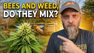 Do Bees Work Marijuana? Will it contaminate my honey crop?