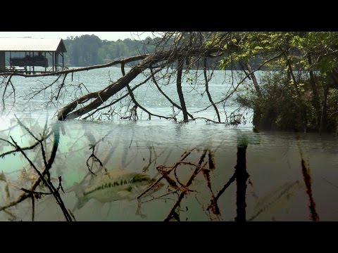 Find and Pattern Bass in Changing Water Levels