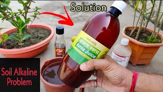 How to Make your Soil Acidic|| Balance Your Soil PH Level||With 5 Easy Things