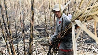 El Salvador's sugarcane workers and their silent killer - The Cure