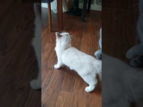 jumping cat ragdoll athletic cat meow mew mao kitty's cats fun please subscribe