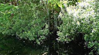 preview picture of video 'Homosassa Springs Wildlife State Park Florida 2 - YouTube HD'