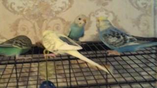 budgie fall
