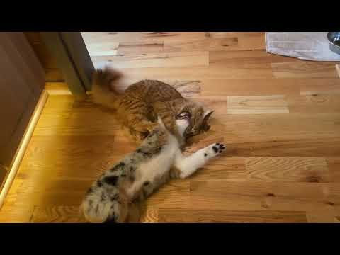 Hercules vs Zeus 01/26/24