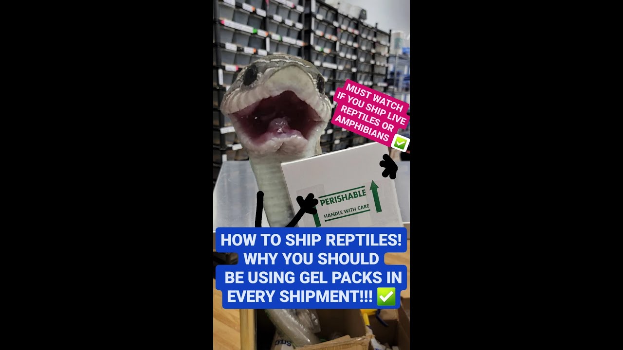 How to ship reptiles and amphibians. Why you should be using gel packs in all of your shipments!