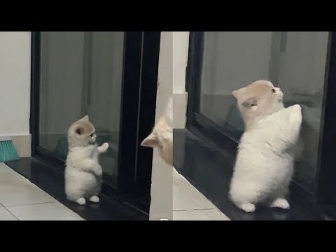 Laughing Out Loud With Hilarious Derpy Cat Moments – Synth Groove #16