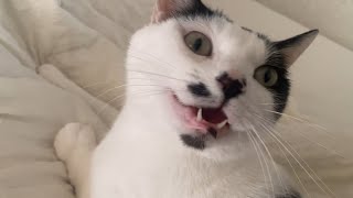 おはよう。夜の間ずっとそこにいて飼い主は動けませんでした
