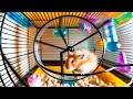 Transform Your Home with a Hamster! Discover Life-Changing Benefits of These Adorable Pets
