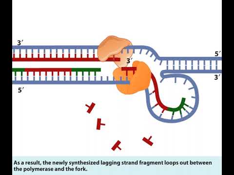 Leading Strand and Lagging Strand in DNA replication