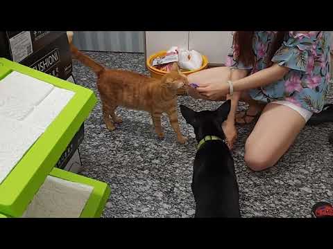 Keisha is ok to cat. 10/29