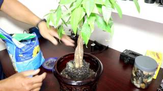 My Money Tree Plant -Re-potting, Pruning and Transplant