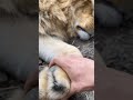 tiger paw's ❤️❤️ #shorts #tiger #bigcat #sleepingbeauty