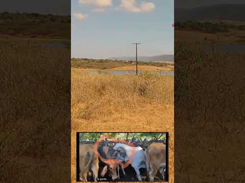 chegando o verão paisagem ficando diferente região de Estrela de Alagoas. AL