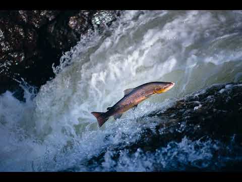 Schubert- Trout Quintet