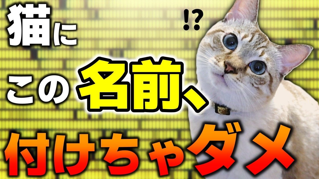 絶対やめて！猫につけてはいけない名前6選＆おすすめの名付け方5選