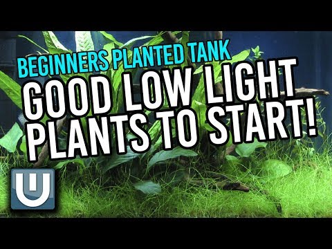 Good Beginner Low Light Plants | Beginner’s Primer to Planted Tanks | Part 3