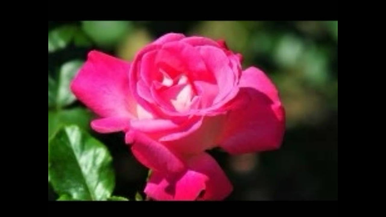 Mere Dil Mein Lyrics  | Dilbar | Rishikesh Raj, Mamta Kulkarnin | Kavita Krishnamurthy, Kumar Sanu | Laxmikant Shantaram Kudalkar (Laxmikant Pyarelal), Pyarelal Ramprasad Sharma (Laxmikant Pyarelal)