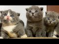 Video Kucing Berwarna Warni Yang Cantik Anak Kucing Meminta Susu Kucing Memanggil Induknya