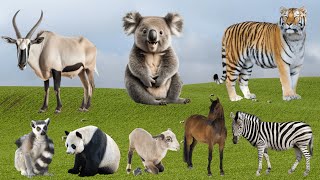 Distinguishing Farm Animals: Antelope, Tiger, Raccoon, Sheep, Horse, Zebra - Farm Animal Sounds