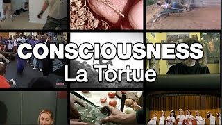 Consciousness - La Tortue