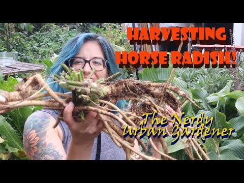 わさびの収穫！超簡単！