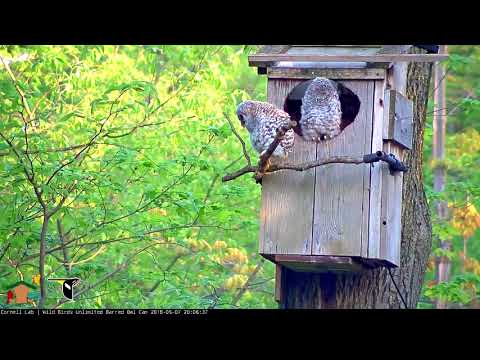 Oldest Owlet Branches, Returns To Nest Box – May 7, 2018